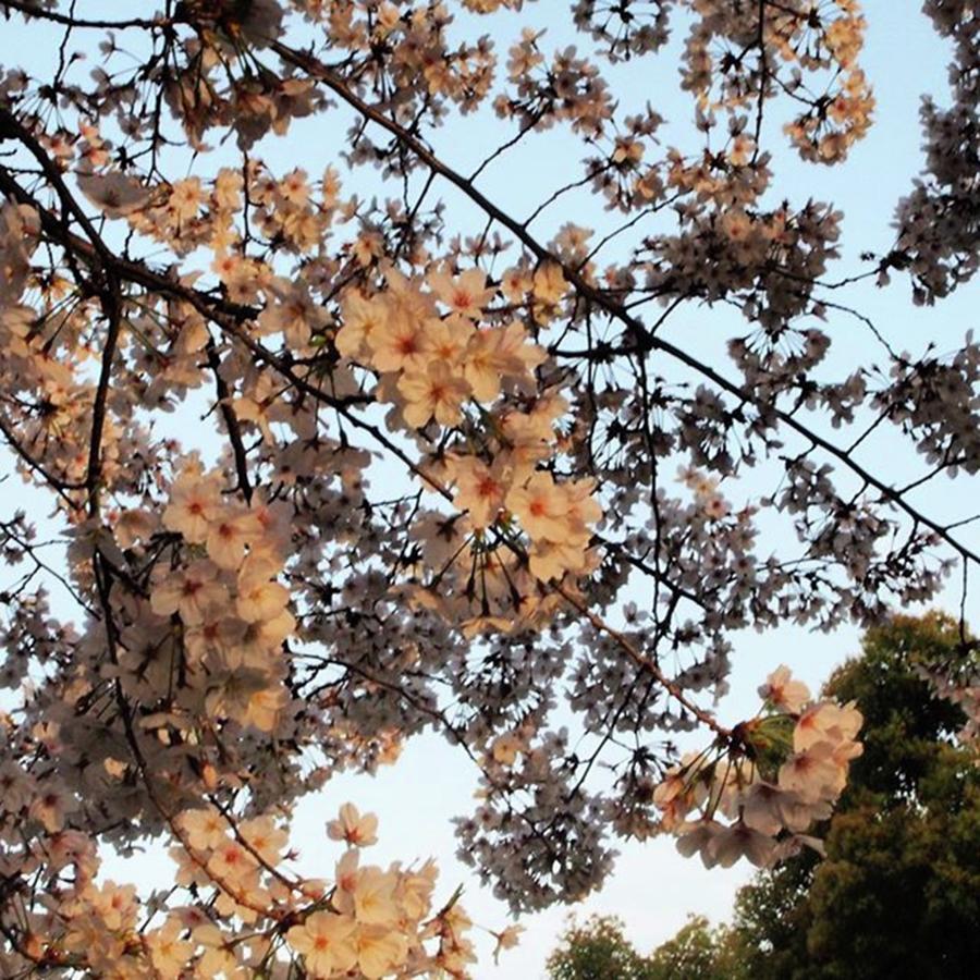 Hanami Photograph - Japanese Sakura Cherry Blossoms by Ippei Uchida