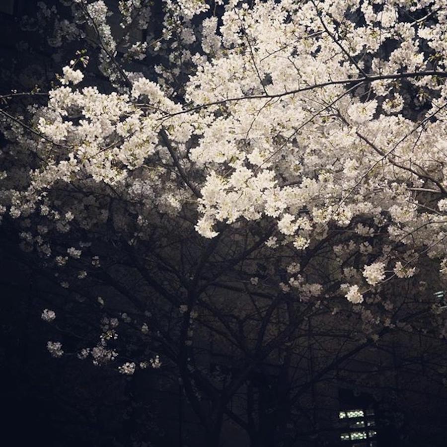 Cherryblossom Photograph - #sakura
#cherryblossom by T Hirano 