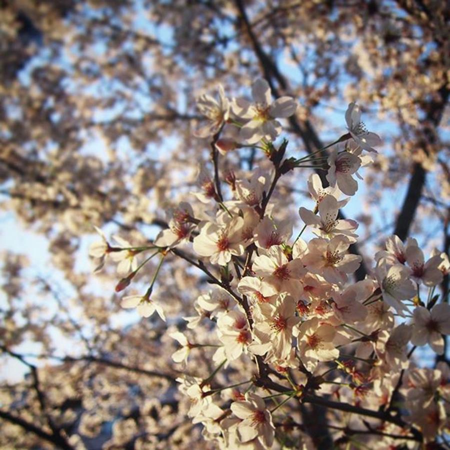 Flowers Still Life Photograph - Japanese Sakura Cherry Blossom by Ippei Uchida
