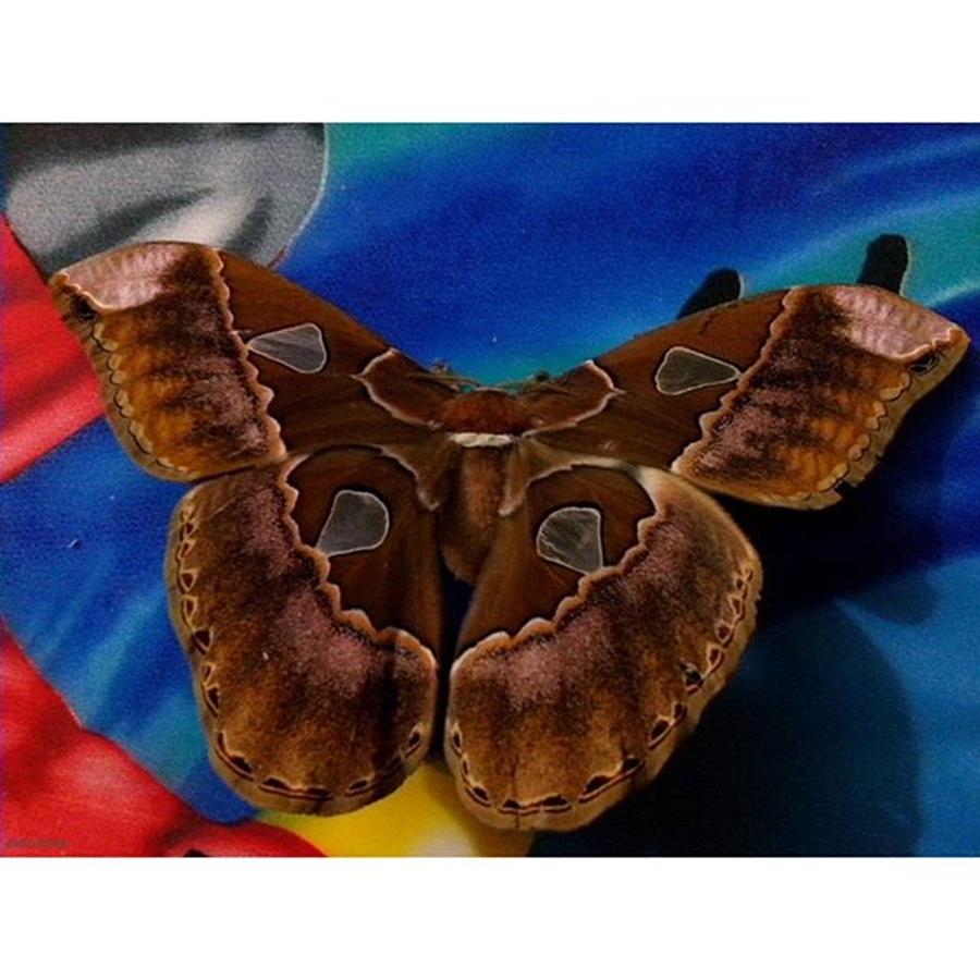 Butterfly Photograph - Sakura

from
dreaming My Animal by David Cardona