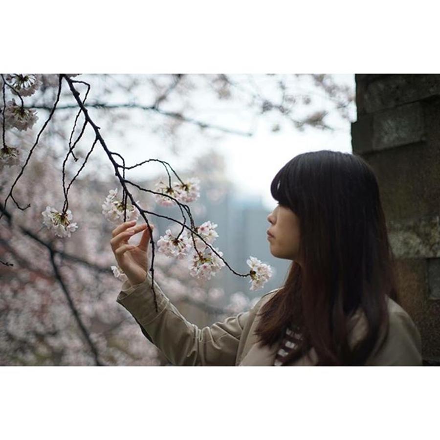 Spring Photograph - Sakura

#spring 
#humanedge by Yuka Uemura
