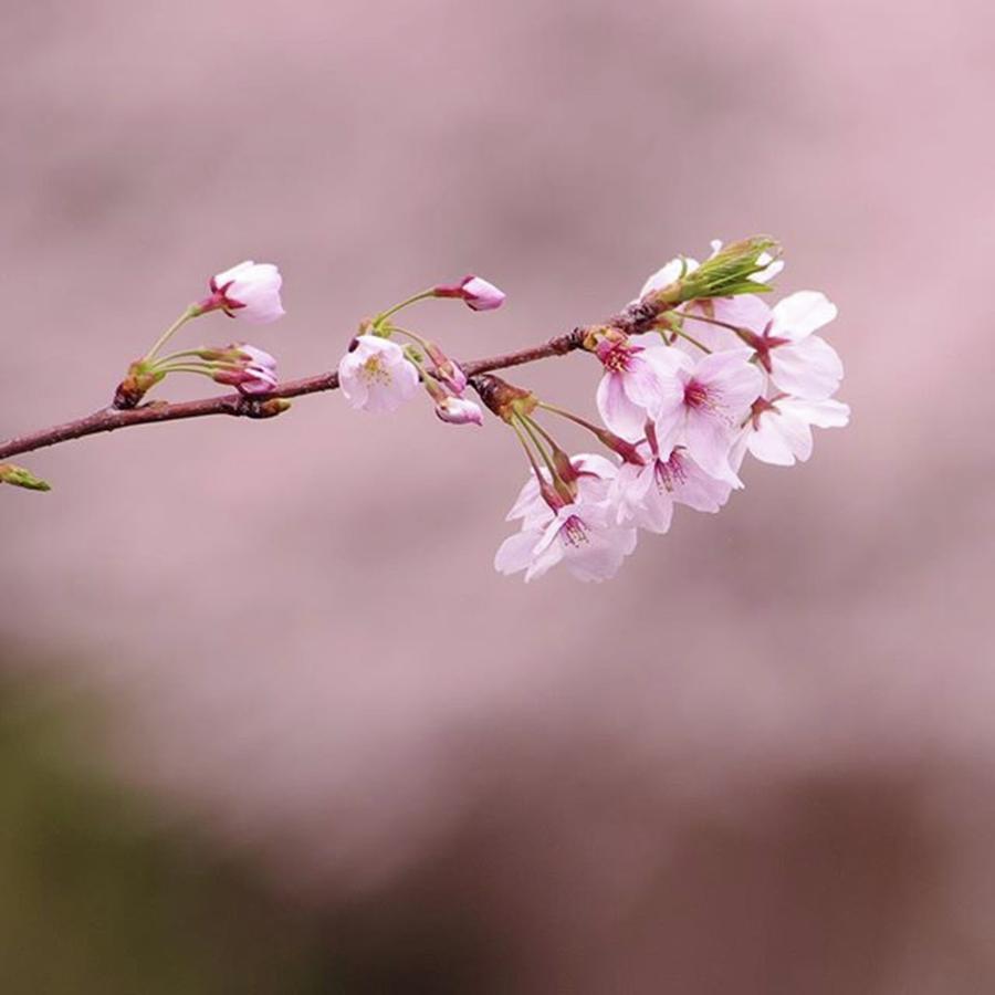 Hanami Photograph - Japanese Sakura by Ippei Uchida