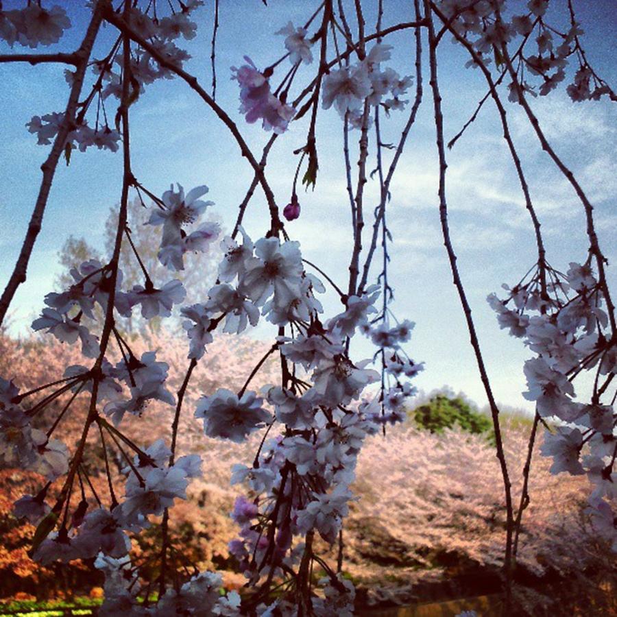 Flowers Still Life Photograph - Sakuras Cartain by Nori Strong