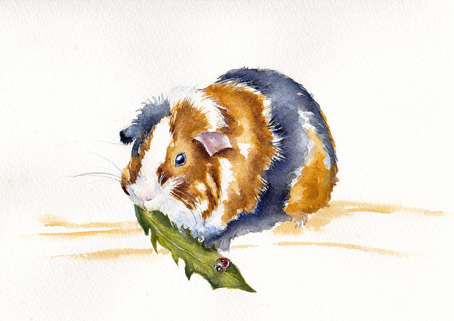 Abyssinian Guinea Pig Painting - Guinea Pig - Salad Days by Debra Hall