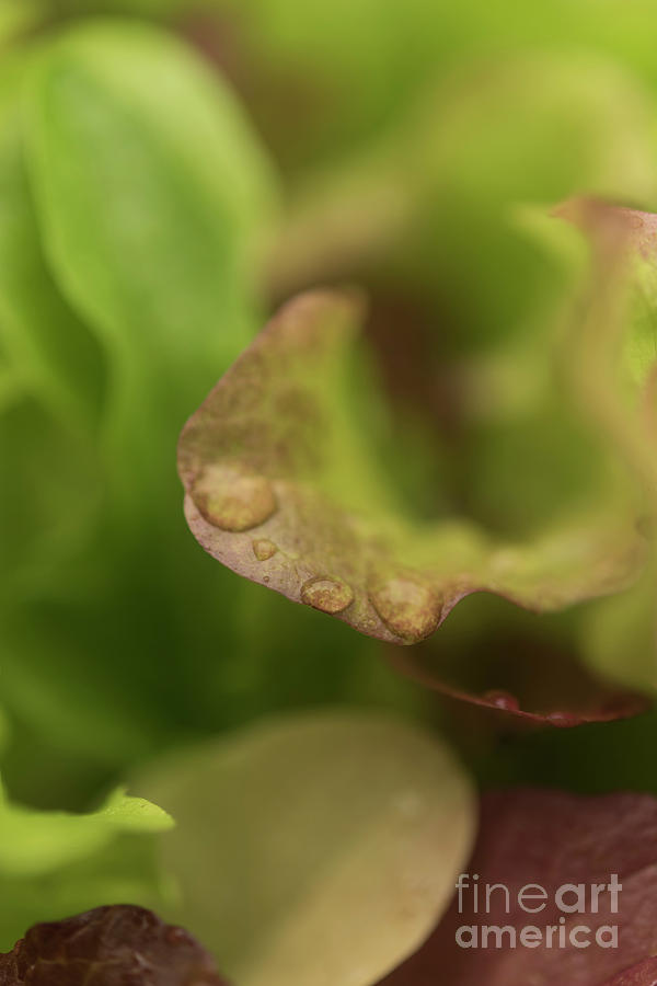 Salad Leaves 001 Photograph by Clayton Bastiani
