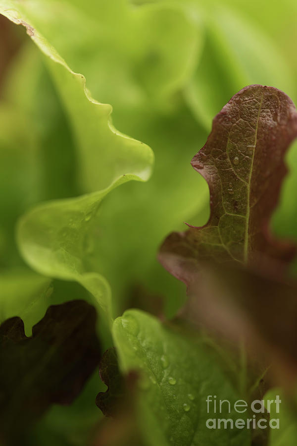 Salad Leaves 002 Photograph by Clayton Bastiani