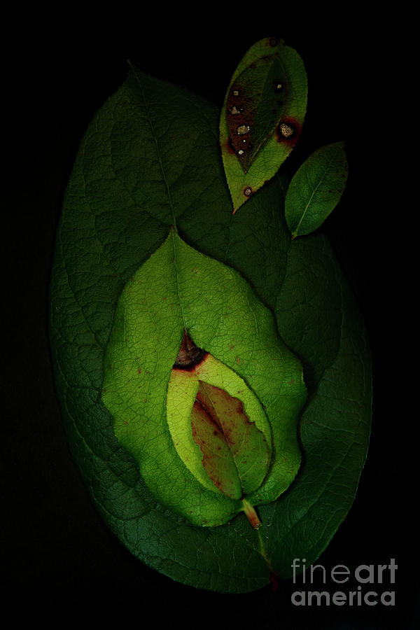 Salal Leaves Photograph by Masako Metz
