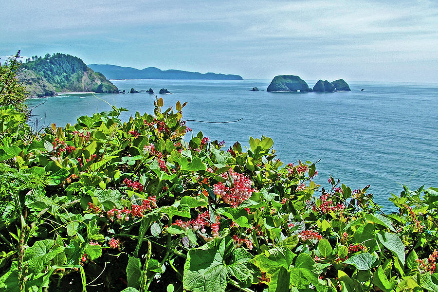Salal Shrubs in Cape Meares in Cape Meares State Park, Oregon Photograph by Ruth Hager