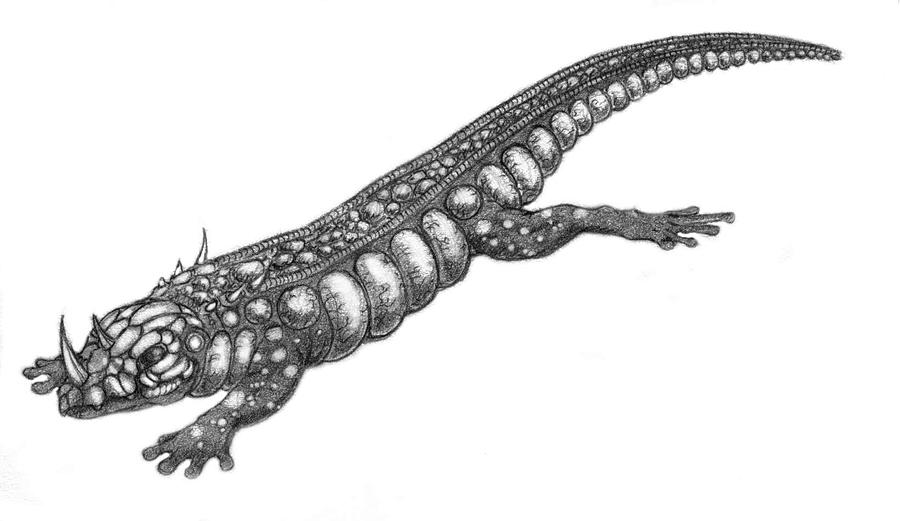 Salamander Drawing by Kelly Harris