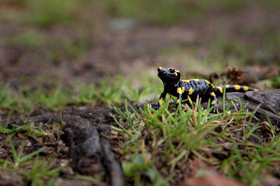 Salamandra salamandra Photograph by Andreas Levi