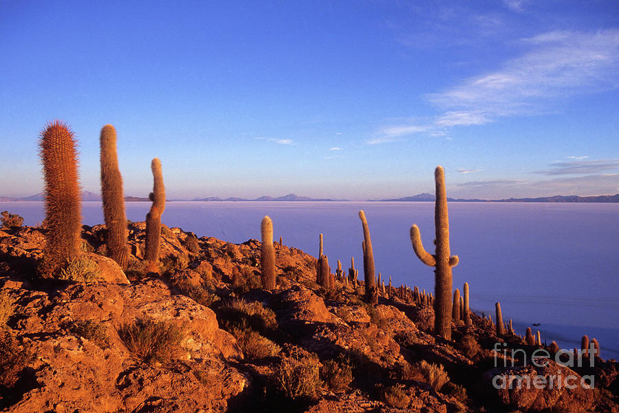 Salar de Uyuni and Cacti at Sunrise Photograph by James Brunker