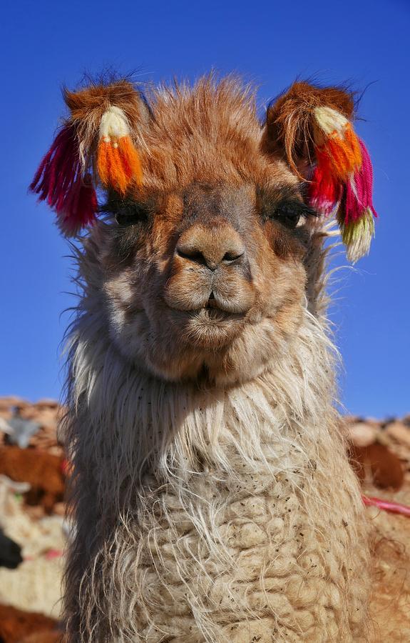 Llama Photograph - Salar de Uyuni Tour 18 by Skip Hunt