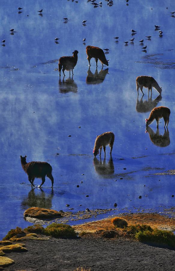 Wildlife Photograph - Salar de Uyuni Tour 59 by Skip Hunt