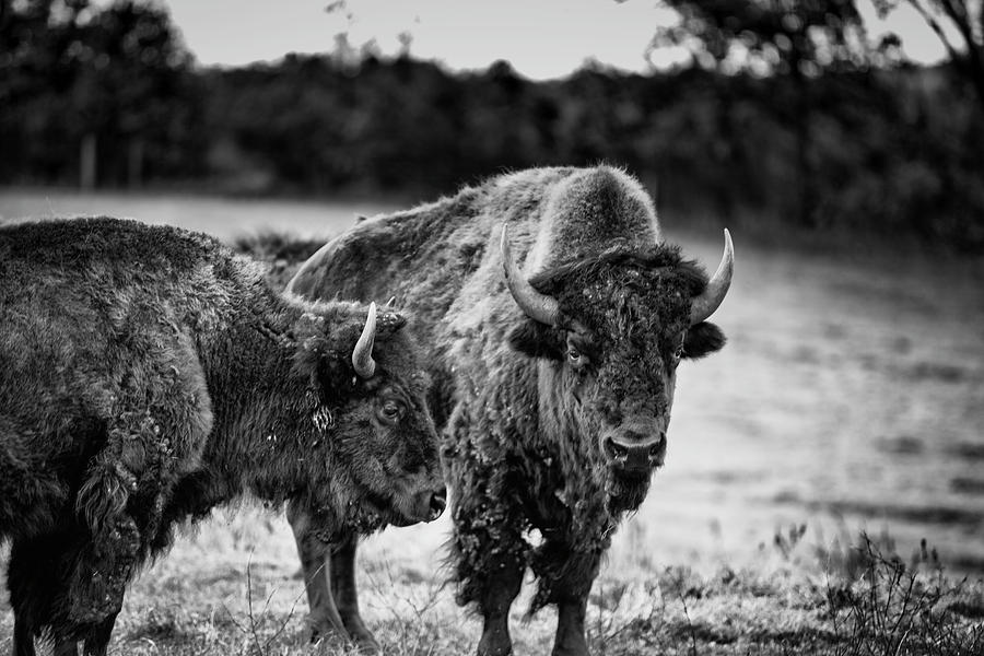 Salem Bison Photograph by CJ Schmit