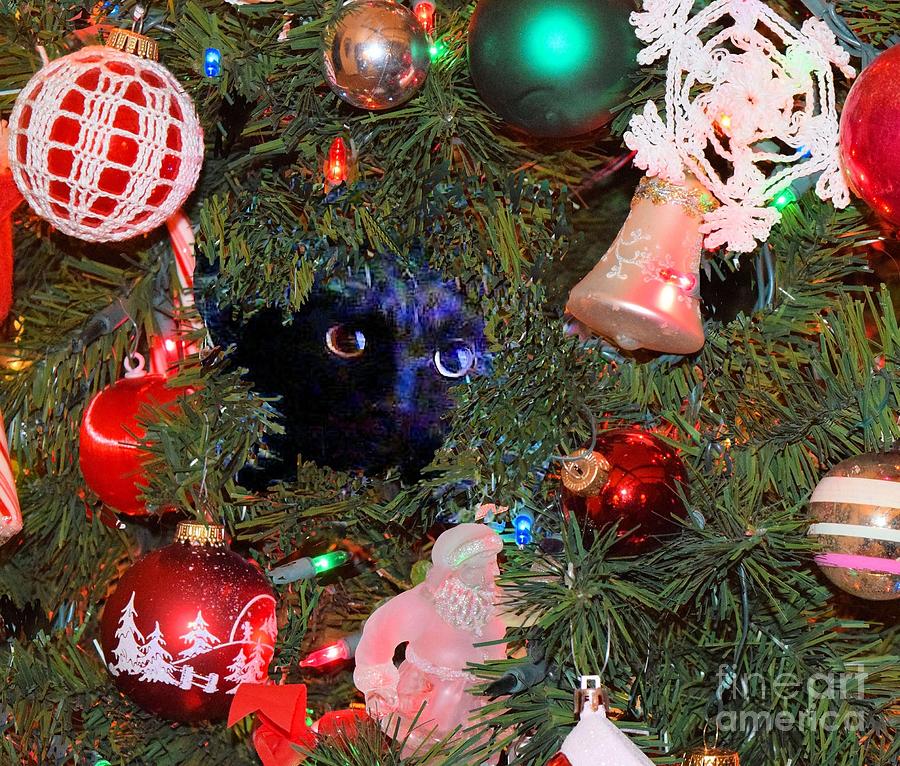Salem in Christmas Tree Photograph by Janette Boyd