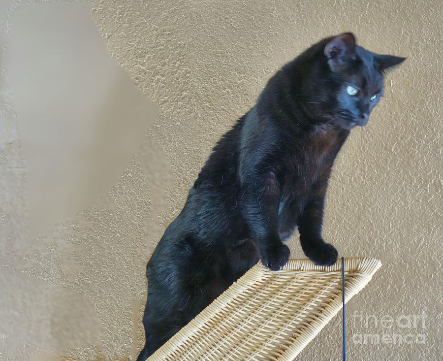 Salem the Cat on Wicker Photograph by Janette Boyd
