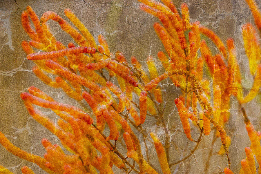 Abstract Photograph - Salicornia by Linda Murdock
