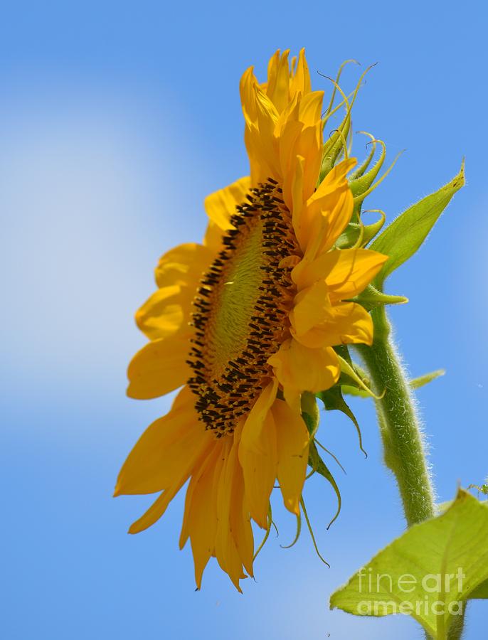 Salient Sunflower Photograph by Maria Urso