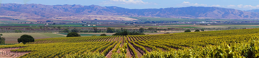 Salinas Valley Hillside Vineyard Photograph by Derek Dean