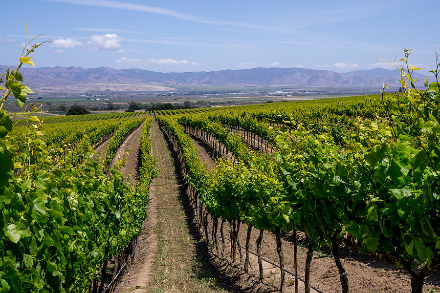 Salinas Valley Vineyards Photograph by Derek Dean