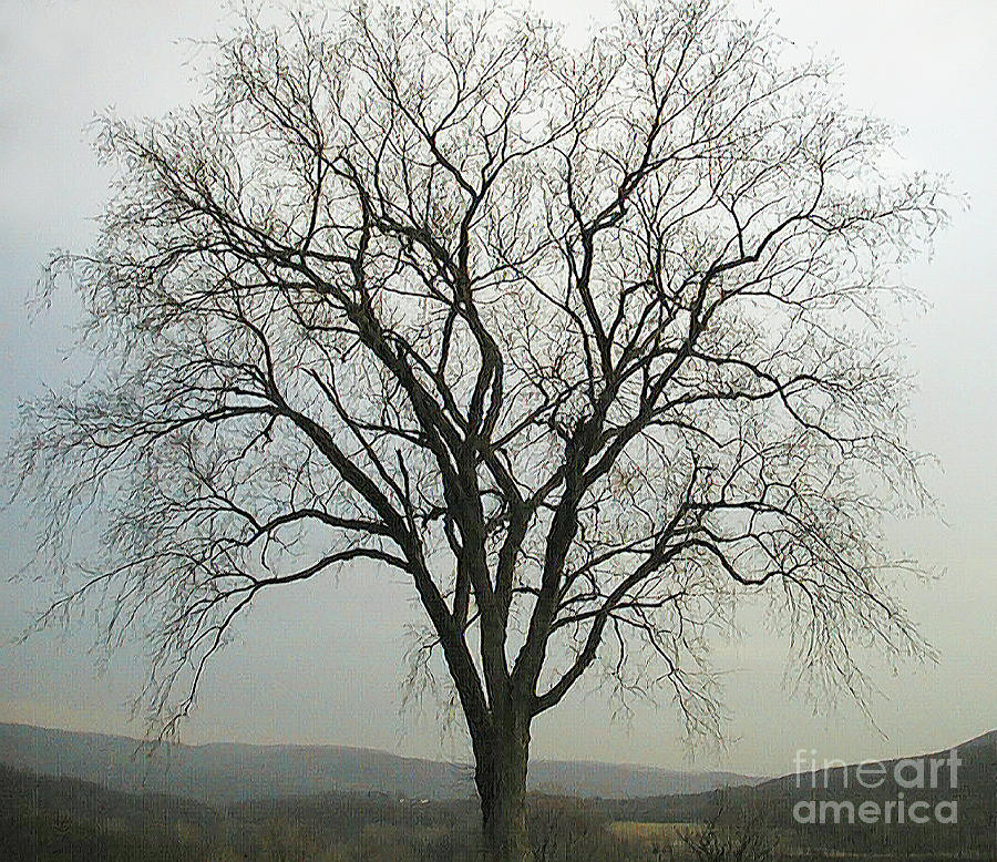 Tree Digital Art - Salisbury Tree by Alan Del Vecchio Tree Digital Art - Salisbury Tree by Alan Del Vecchio