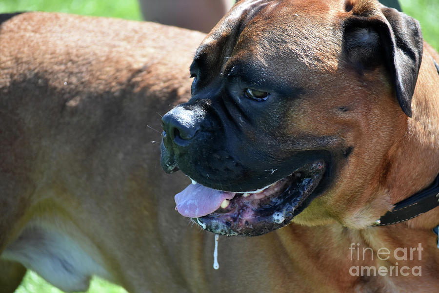 Salivating Large Breed English Mastiff Dog in the Summer Photograph by DejaVu Designs