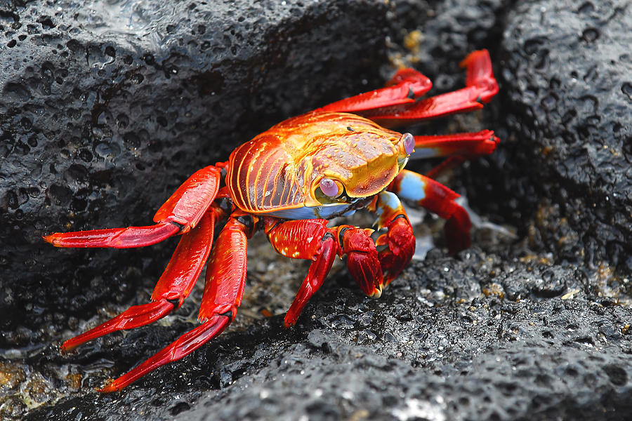 Sally Lightfoot Crab Photograph by Alan Lenk
