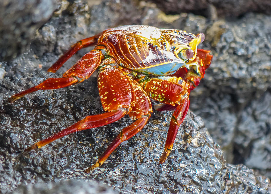Sally Lightfoot Crab Photograph by Harry Strharsky