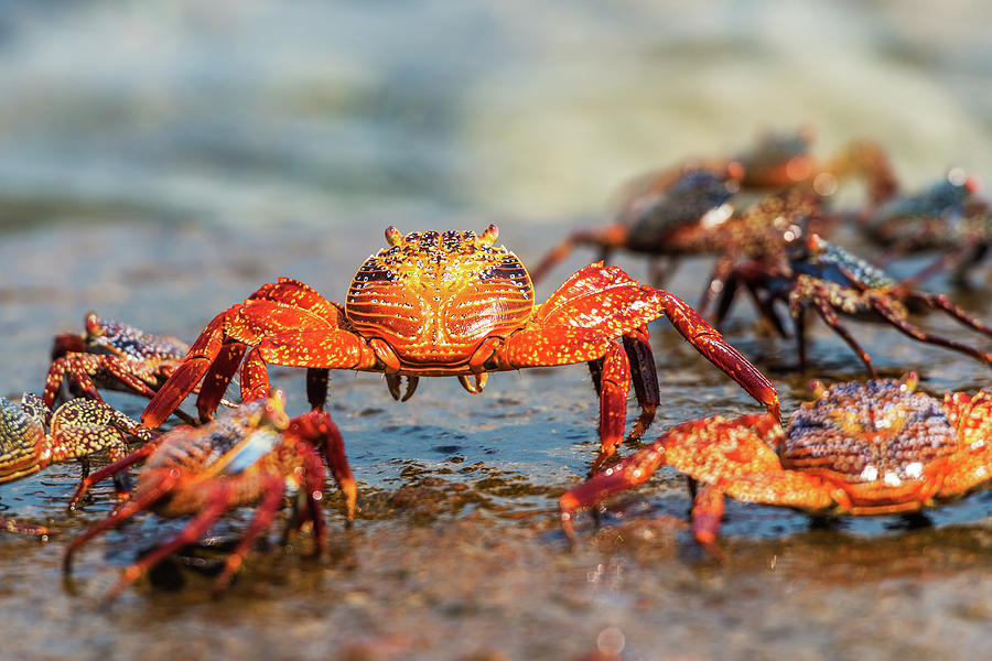 Sally Lightfoot crab on Galapagos Islands Photograph by Marek Poplawski