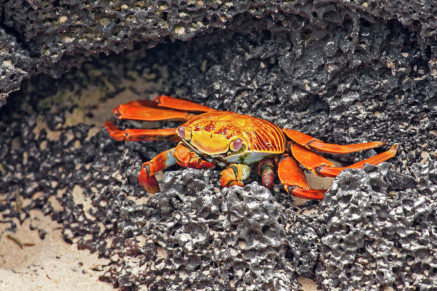 Sally Lightfoot Crab on Lava Photograph by Sally Weigand