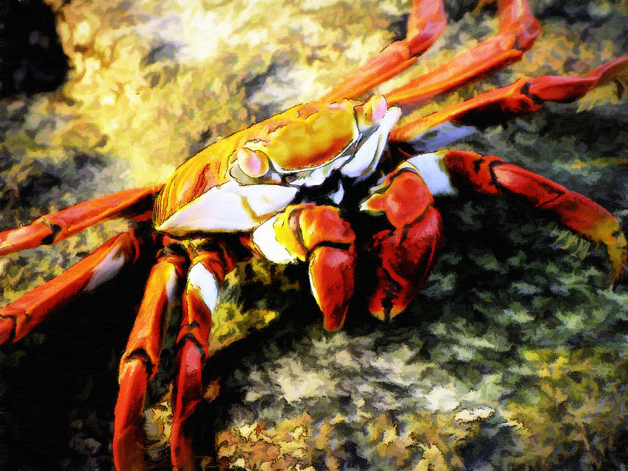 Galapagos Painting - Sally Lightfoot Crab painting by Chris Hood