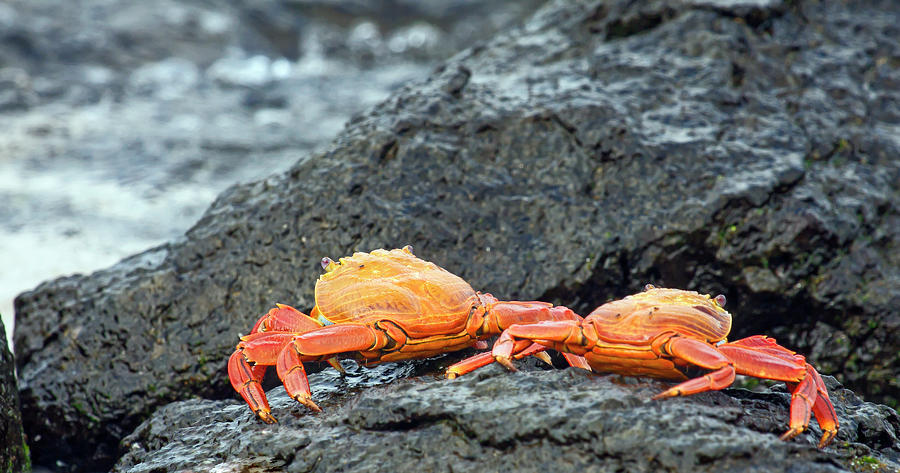Sally Lightfoot Crabs Pair Photograph by Sally Weigand