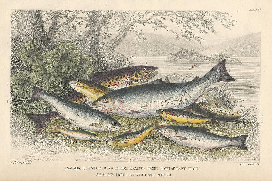 John James Audubon Drawing - Salmon and Trout by Dreyer Wildlife Print Collections 