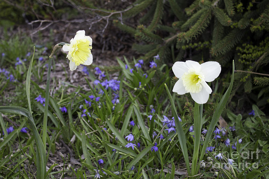 Salmon Arm Daffodils Photograph by Donna L Munro