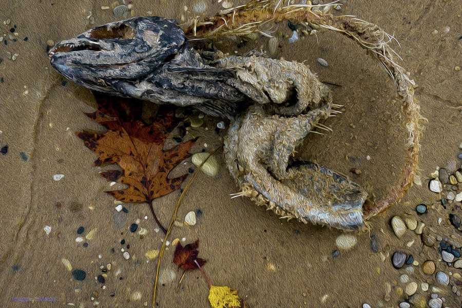 Salmon as Fertilizer in Dune ecosystem Photograph by Rich Ackerman