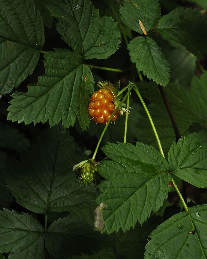 Salmon Berry in the Wild  Photograph by Charles Lucas