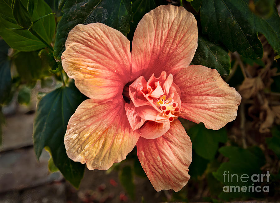 Flower Photograph - Salmon Color Hibiscus by Robert Bales