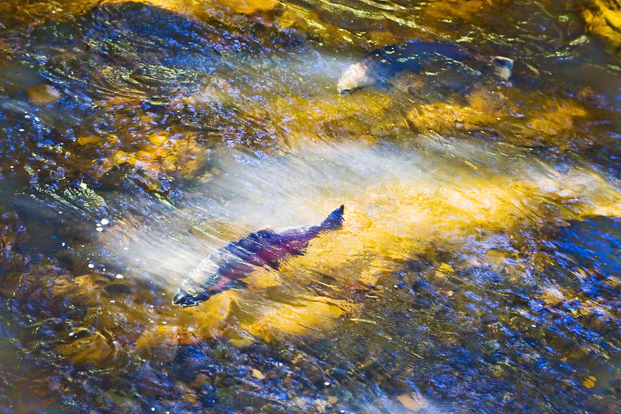 Salmon Fantasy I030 Photograph by Yoshiki Nakamura