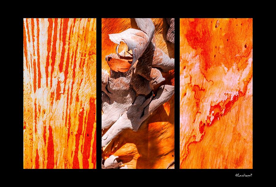 Salmon Gum Tree Triptych #2 Photograph by Lexa Harpell