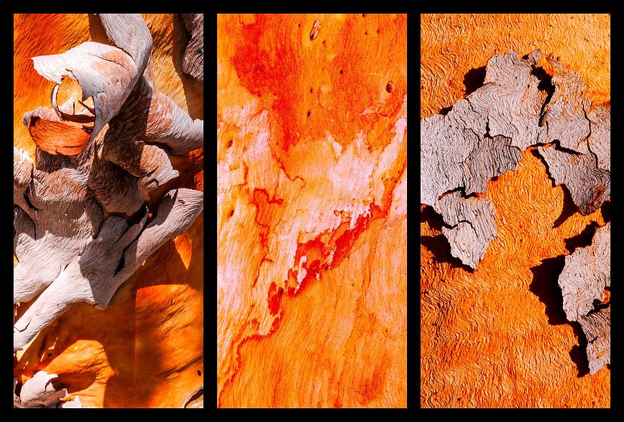 Salmon Gum Tree Triptych  #3 Photograph by Lexa Harpell