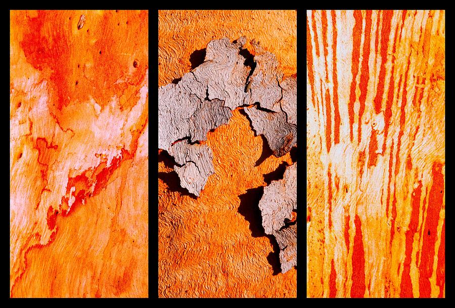 Salmon Gum Tree Triptych  #5 Photograph by Lexa Harpell