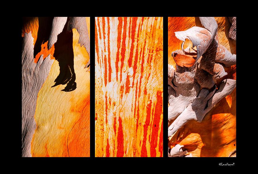 Salmon Gum Tree Triptych Photograph by Lexa Harpell
