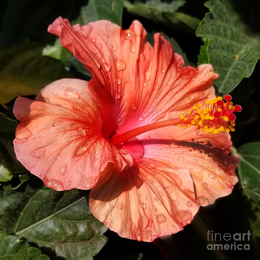 Salmon Hibiscus Photograph by Diane E Berry