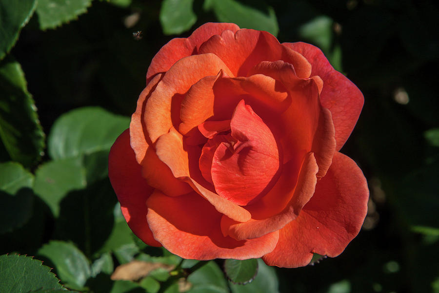 Salmon Rose  Photograph by Sally Weigand