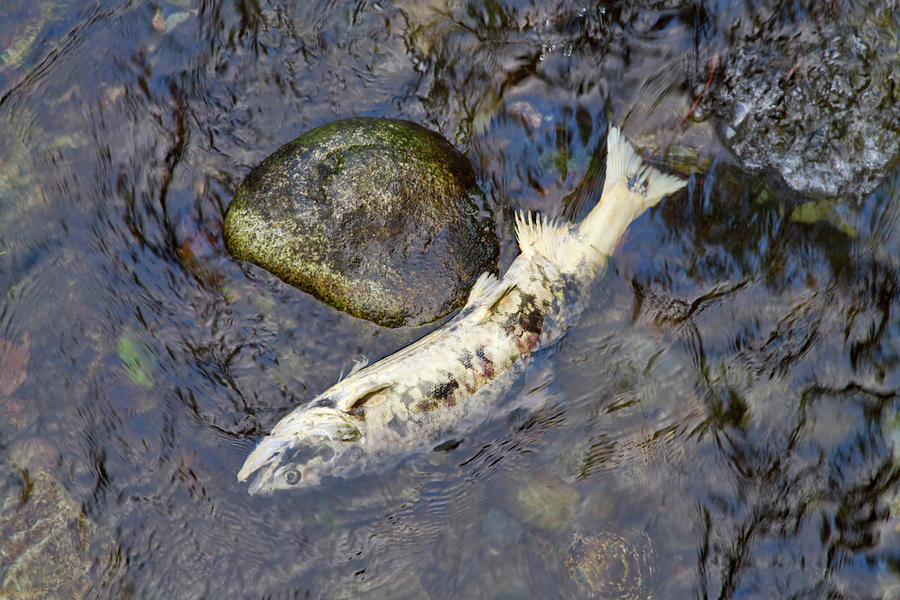Salmon Run Photograph by Louise Heusinkveld