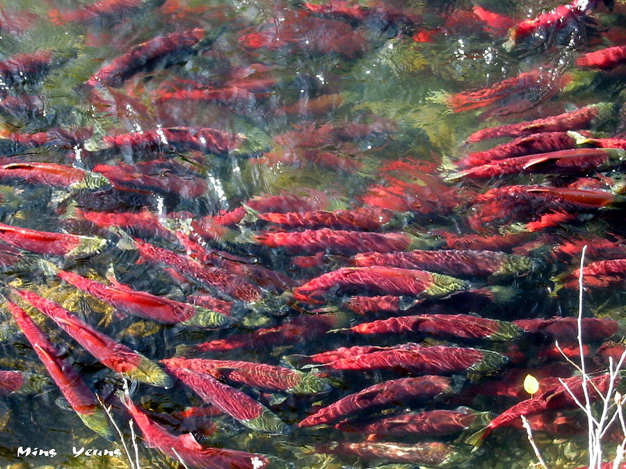 Salmon Photograph - Salmon salute by Ming Yeung