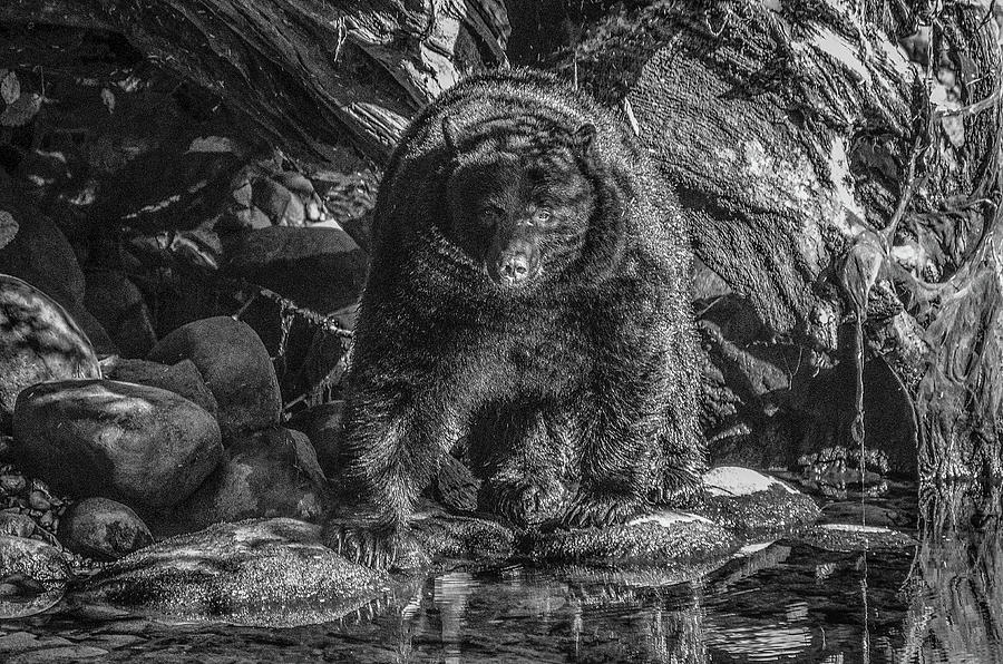 Salmon Seeker Black Bear  Photograph by Roxy Hurtubise