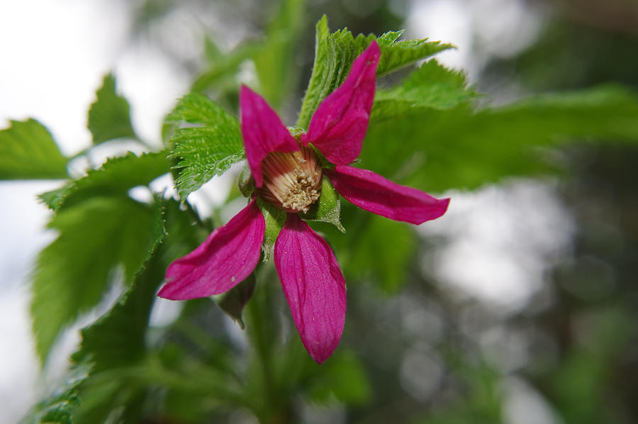 Salmonberry Photograph by Adria Trail