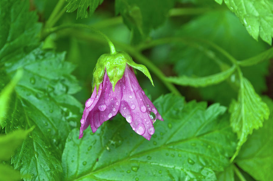 Salmonberry Blossom in the Rain Photograph by Cathy Mahnke