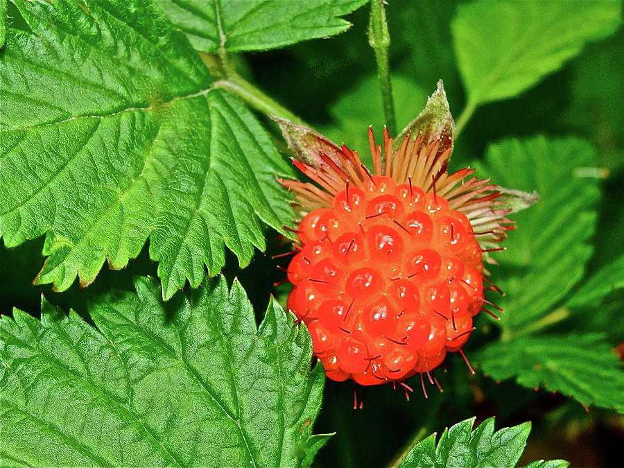 Salmonberry Photograph by Diana Hatcher